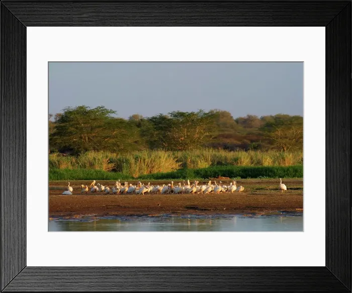 Framed Print : Pelican Colony. Nsumo Pan. Mkhuze Game Reserve