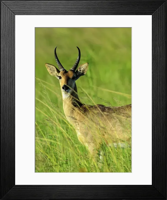Framed Print : Southern reedbuck, rietbok or common reedbuck (Redunca arundinum) Framed Print : Southern reedbuck, rietbok or common reedbuck (Redunca arundinum)