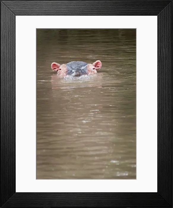 Framed Print : A Hippo Peeks Above Water Framed Print : A Hippo Peeks Above Water