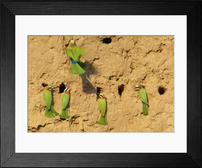 Framed Print : Whitefronted Bee-eater (Merops bullockoides) at their nests Framed Print : Whitefronted Bee-eater (Merops bullockoides) at their nests