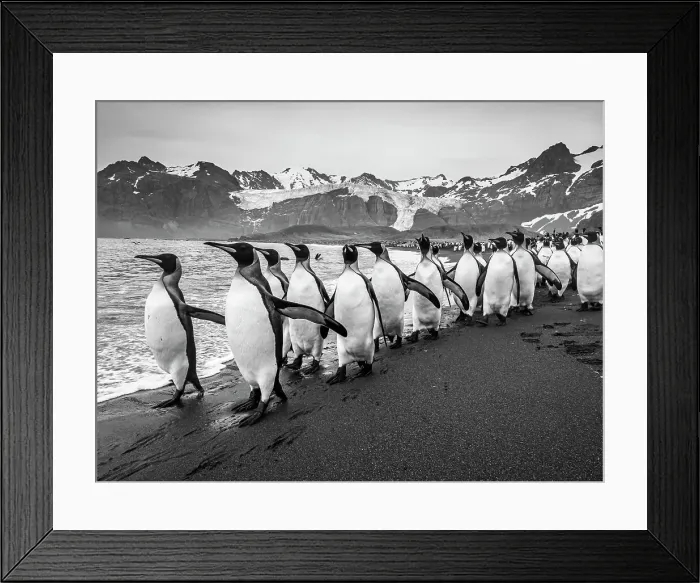Framed Print : Aptenodytes Patagonicus Black & White Gold Harbor Framed Print : Aptenodytes Patagonicus Black & White Gold Harbor