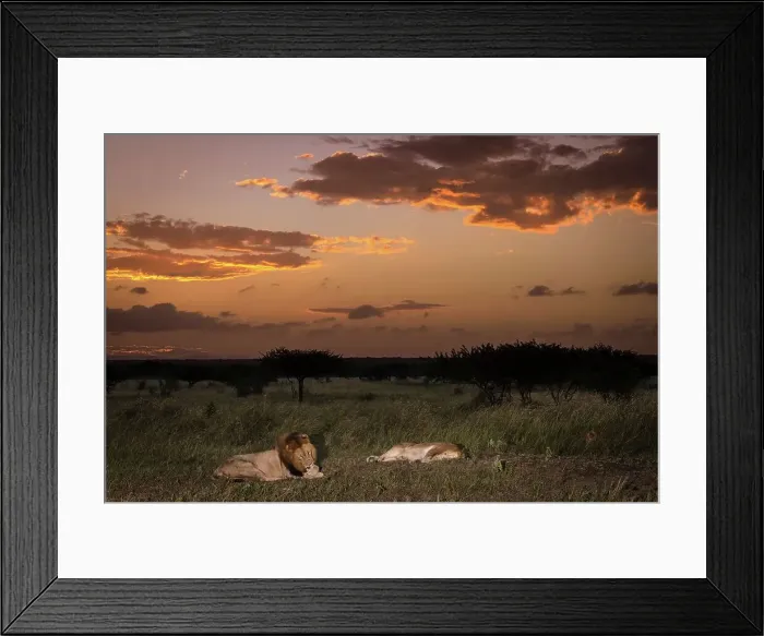 Framed Print : Lion (Panthera leo) pride at sunset Framed Print : Lion (Panthera leo) pride at sunset