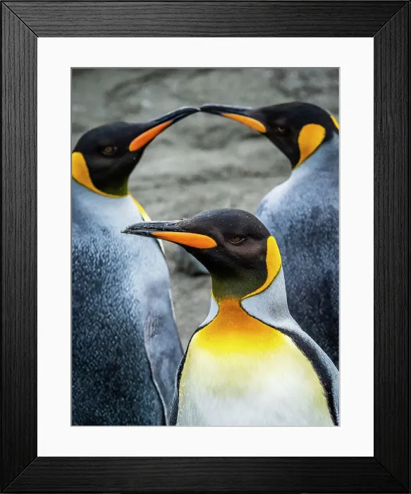 Framed Print : Aptenodytes Patagonicus Climate Change Global Warming
