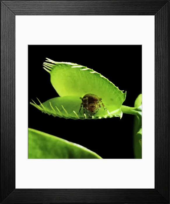 Framed Print : A Spider Takes a Risky Break on a Venus Fly Trap Framed Print : A Spider Takes a Risky Break on a Venus Fly Trap