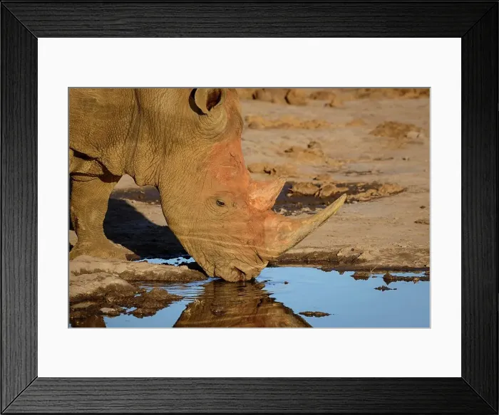 Framed Print : White rhinoceros or square-lipped rhinoceros (Ceratotherium simum) drinking Framed Print : White rhinoceros or square-lipped rhinoceros (Ceratotherium simum) drinking