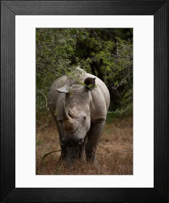 Framed Print : White Rhino (Ceratotherium simum) Framed Print : White Rhino (Ceratotherium simum)