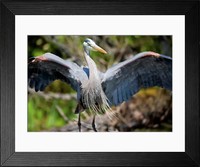 Framed Print : A Great Blue Heron Stretches its Wings in Preparation for Flight Framed Print : A Great Blue Heron Stretches its Wings in Preparation for Flight