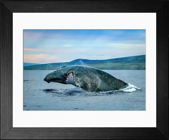 Framed Print : Blue Water Hawaii Hawaiian Islands Hawaiian Islands Humpback Whale National Marine Sanctuary