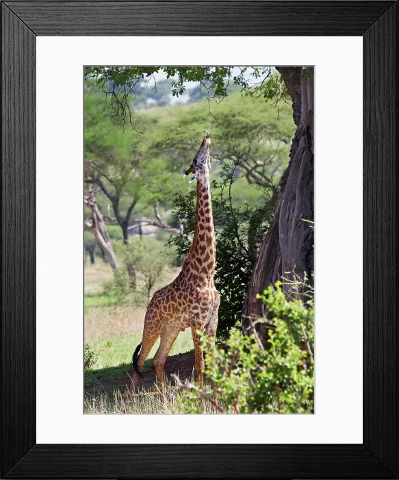 Framed Print : Young Female Giraffe Reaches for Branch Just Out of Reach