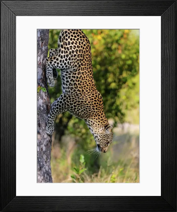 Framed Print : Leopard (Panthera pardus) climbing down a tree