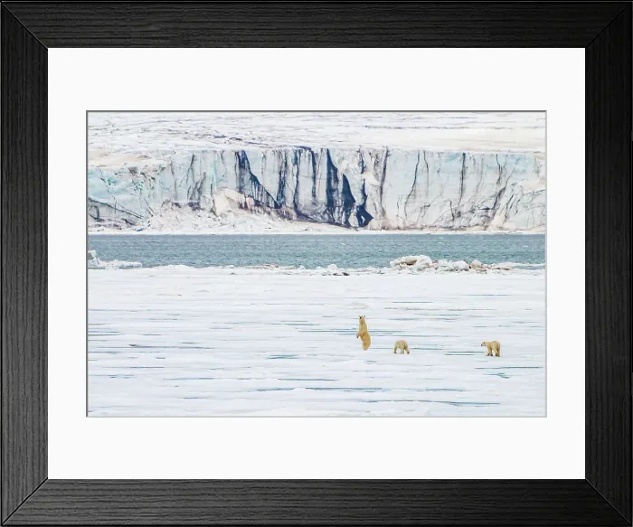 Framed Print : Arctic Climate Change Spitsbergen Ursus Maritimus Framed Print : Arctic Climate Change Spitsbergen Ursus Maritimus