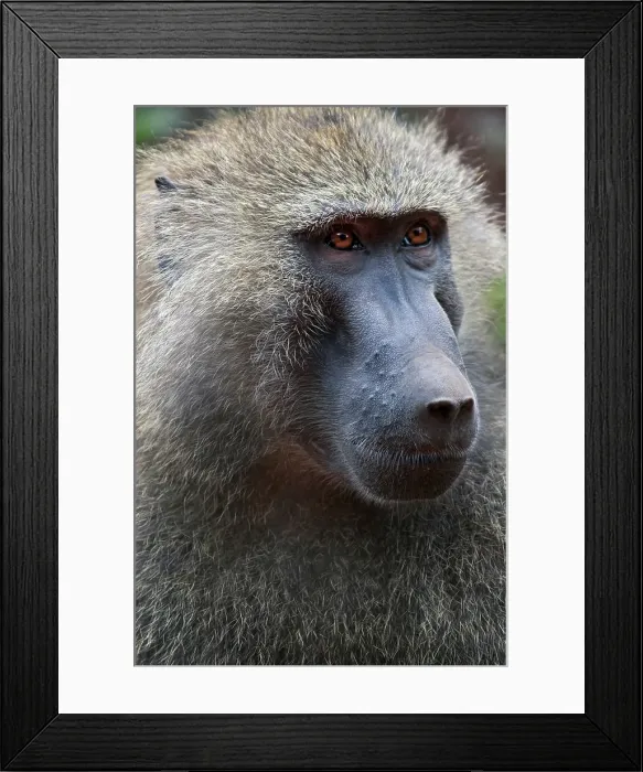 Framed Print : Male Olive Baboon