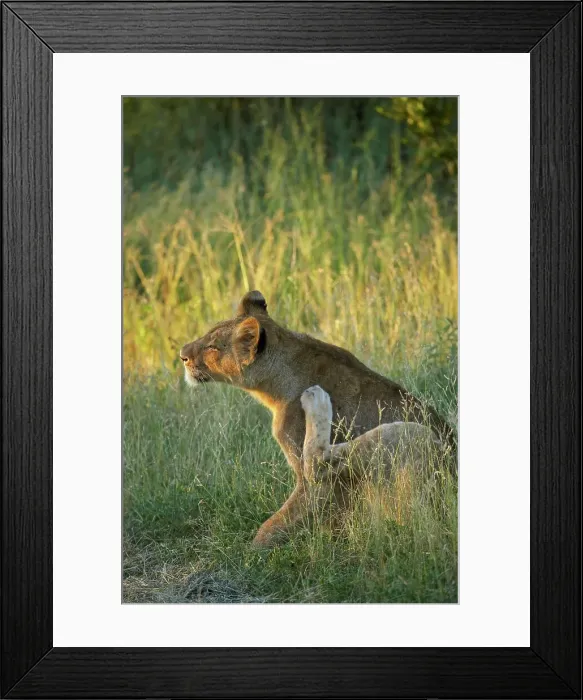 Framed Print : Lioness (Panthera leo) scratching itself Framed Print : Lioness (Panthera leo) scratching itself