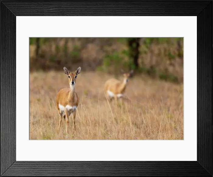 Framed Print : Oribi (Ourebia ourebi). Mlilwane Wildlife Sanctuary. Malkerns. Swaziland Framed Print : Oribi (Ourebia ourebi). Mlilwane Wildlife Sanctuary. Malkerns. Swaziland