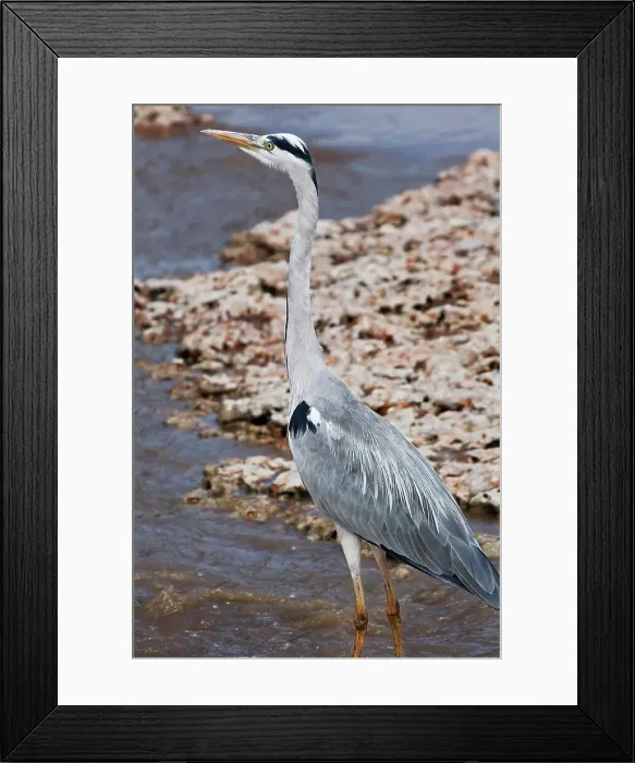 Framed Print : A Grey Heron Hunts at the Edge of a River Framed Print : A Grey Heron Hunts at the Edge of a River