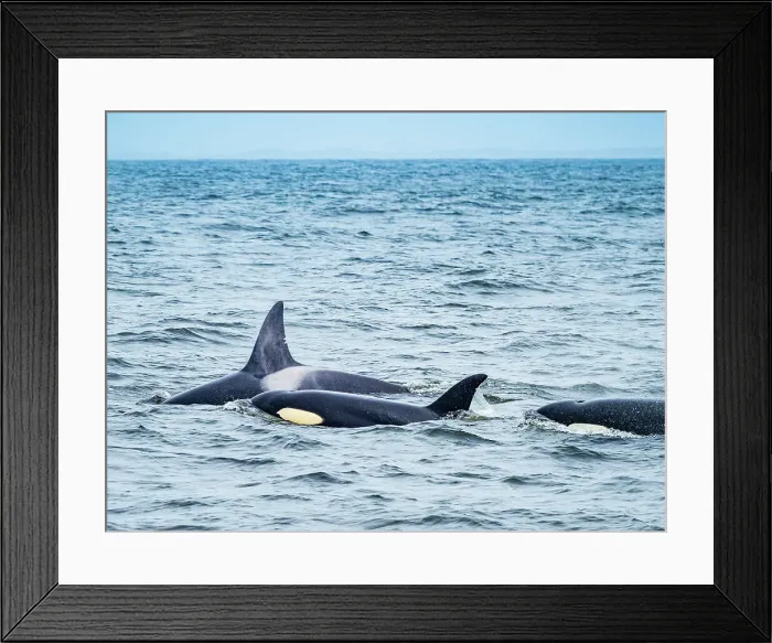 Framed Print : California Monterey Bay Monterey Bay Whale Watch Framed Print : California Monterey Bay Monterey Bay Whale Watch