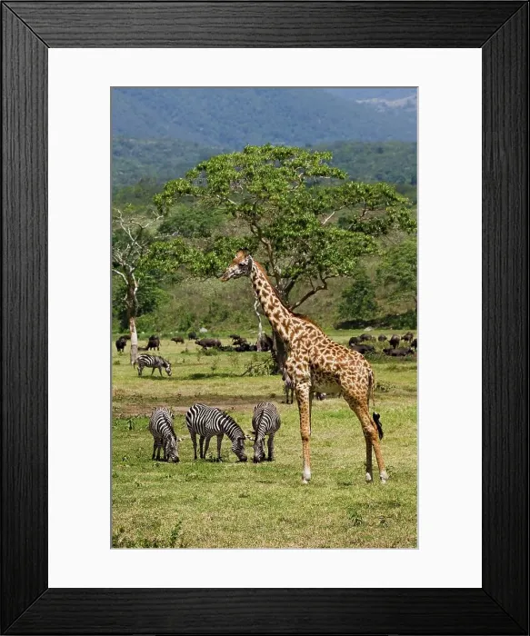 Framed Print : A Giraffe Hangs Out with Several Grazing Zebras