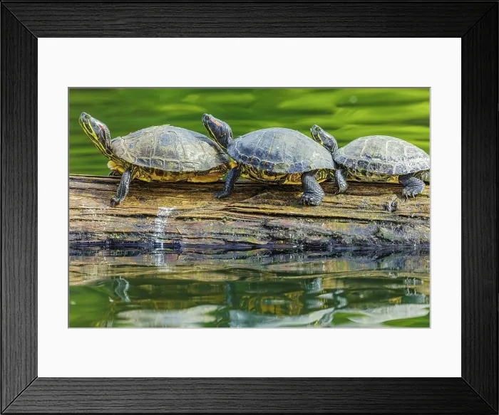 Framed Print : Canada, British Columbia, Vancouver Island Framed Print : Canada, British Columbia, Vancouver Island