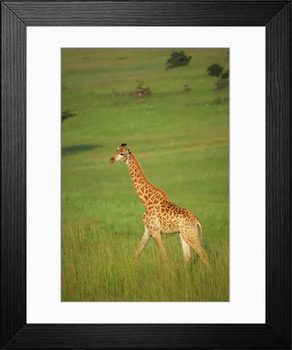Framed Print : Giraffe (Giraffa camelopardalis)