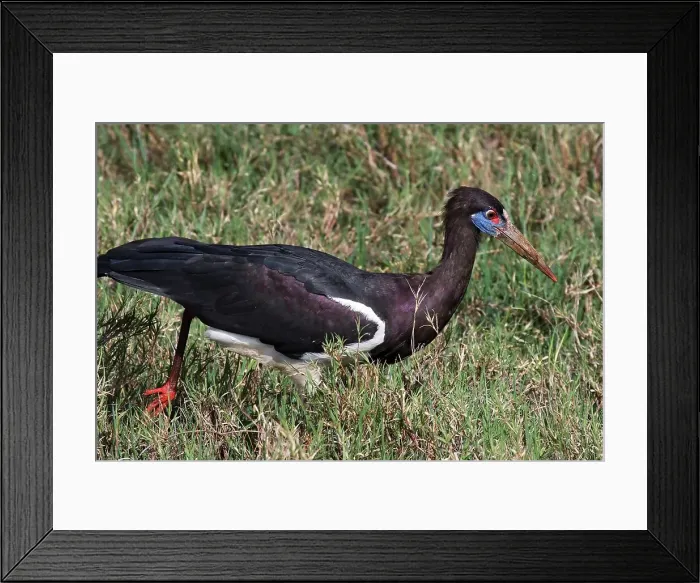 Framed Print : Abdim's Stork Framed Print : Abdim's Stork