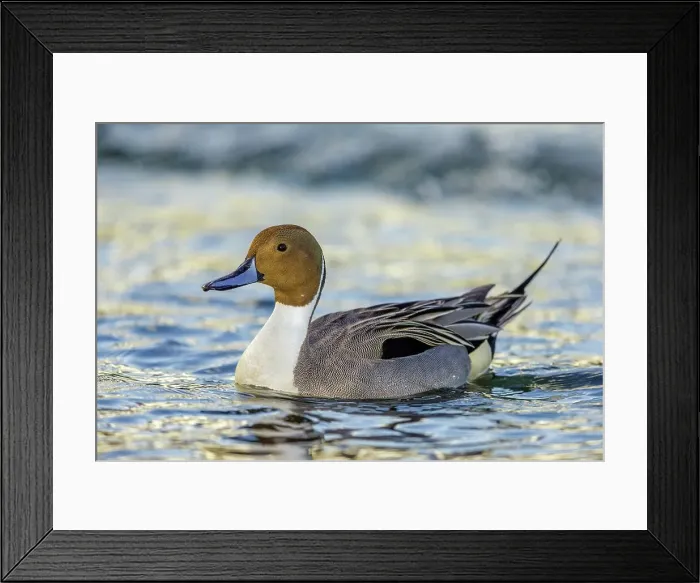 Framed Print : Canada, British Columbia, Vancouver Island Framed Print : Canada, British Columbia, Vancouver Island