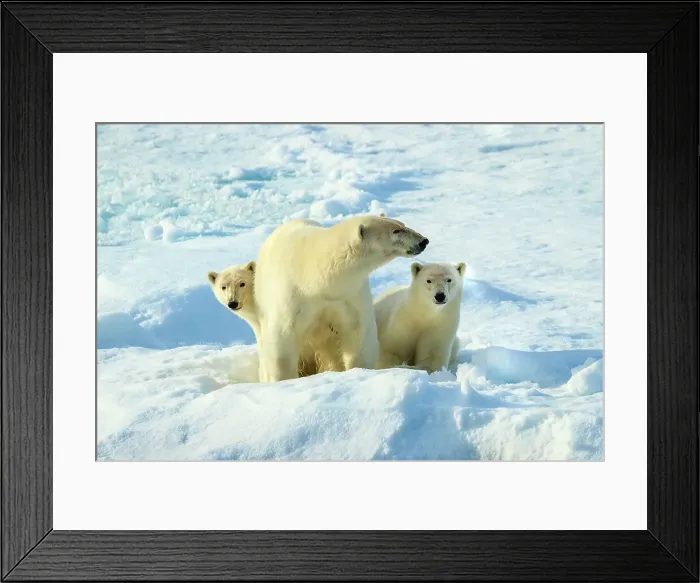 Framed Print : Arctic Arctic Ocean COY Climate Change Lindblad Expeditions Framed Print : Arctic Arctic Ocean COY Climate Change Lindblad Expeditions