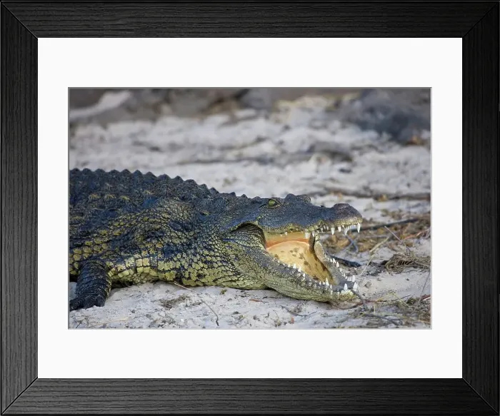 Framed Print : Crocodile (Crocodylus acutus ) Framed Print : Crocodile (Crocodylus acutus )