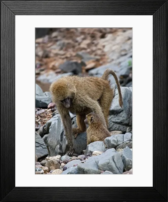 Framed Print : 4311, 4311-244 Framed Print : 4311, 4311-244