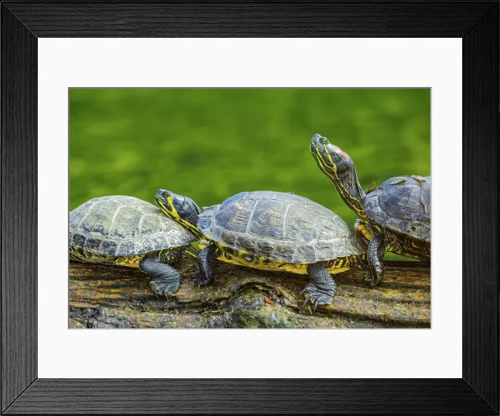 Framed Print : Canada, British Columbia, Vancouver Island Framed Print : Canada, British Columbia, Vancouver Island