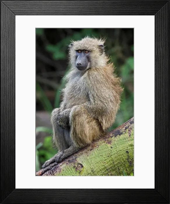 Framed Print : A Young Adult Olive Baboon Sitting on a Tree Stump
