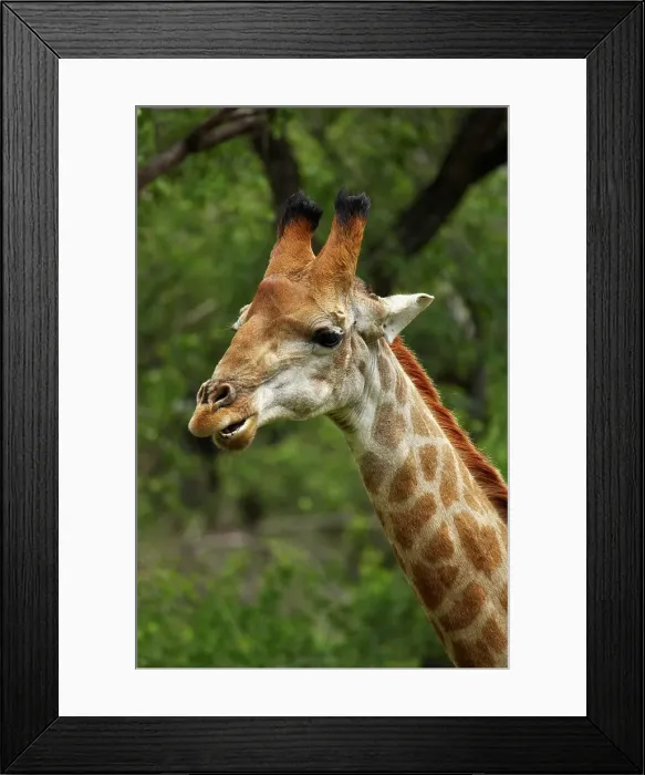 Framed Print : Giraffe (Giraffa camelopardalis)