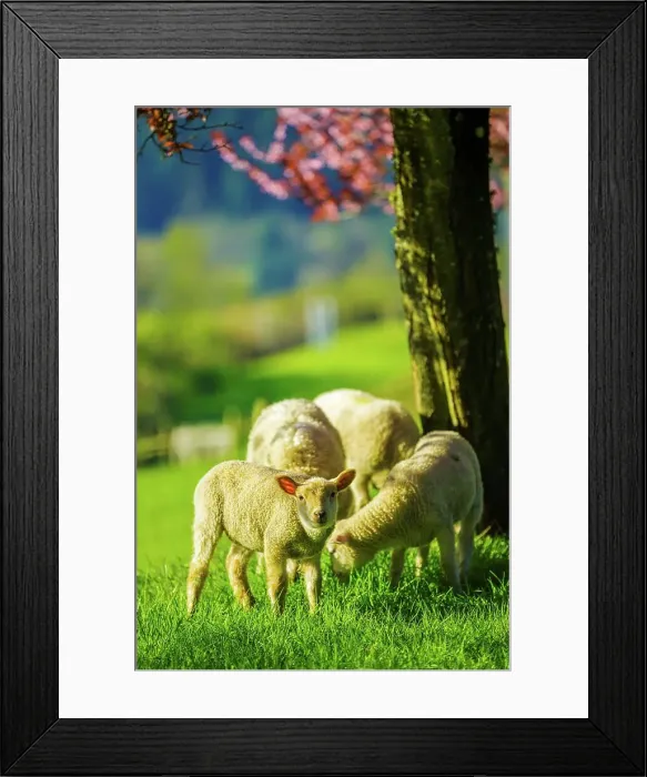 Framed Print : Canada, British Columbia, Vancouver Island