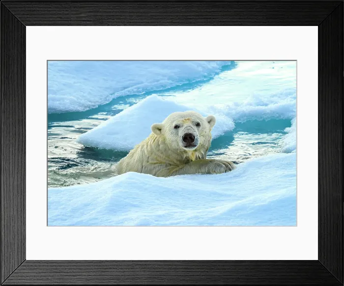 Framed Print : Arctic Ocean Climate Change Lindblad Expeditions