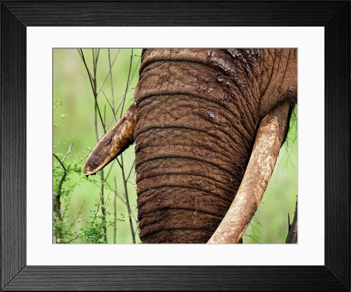 Framed Print : Female African Elephant's Tusks Framed Print : Female African Elephant's Tusks