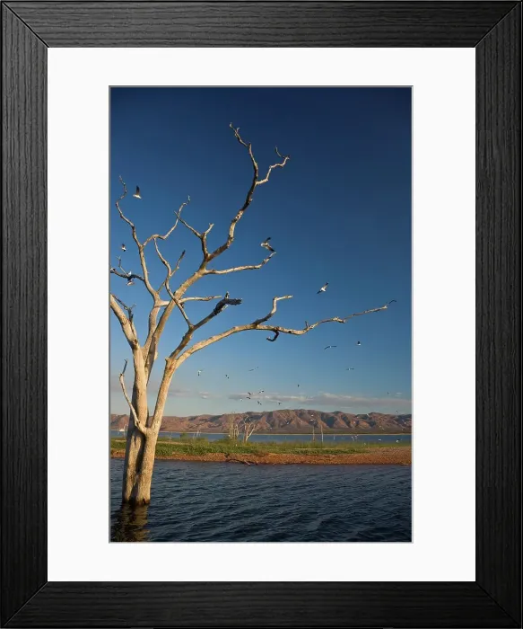 Framed Print : Drowned trees on an island in Lake Kariba