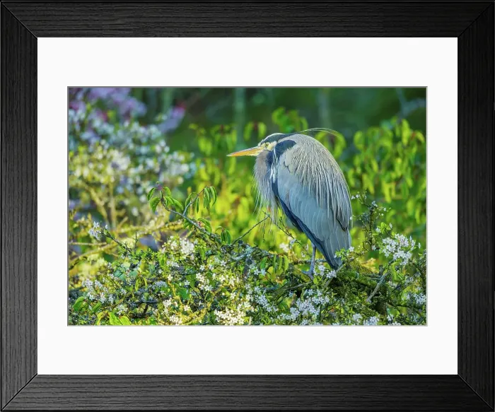 Framed Print : Canada, British Columbia, Vancouver Island Framed Print : Canada, British Columbia, Vancouver Island