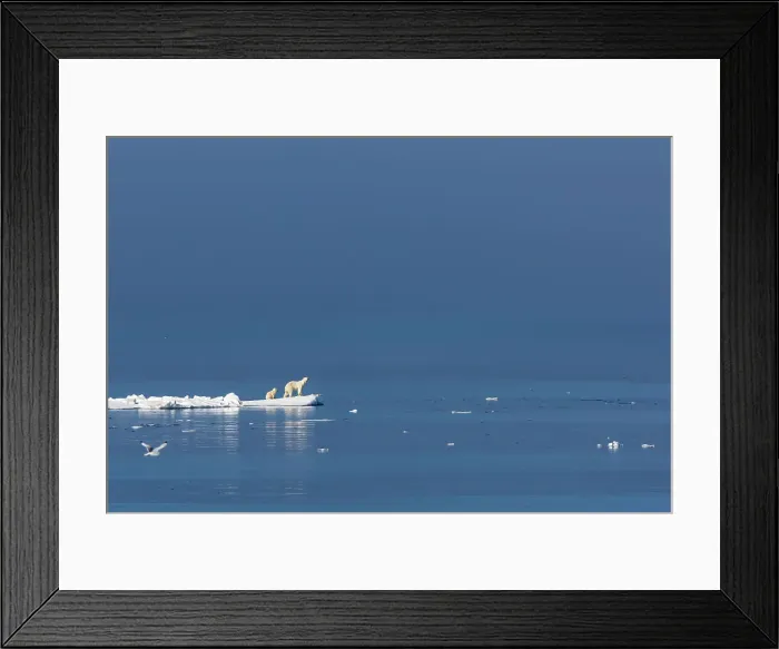 Framed Print : Arctic Arctic Ocean Climate Change Lindblad Expeditions Framed Print : Arctic Arctic Ocean Climate Change Lindblad Expeditions