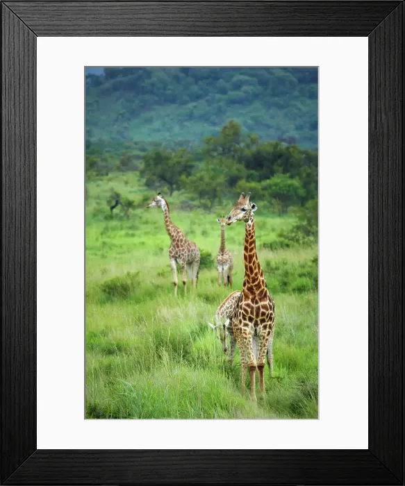 Framed Print : Giraffe (Giraffa camelopardalis) Framed Print : Giraffe (Giraffa camelopardalis)