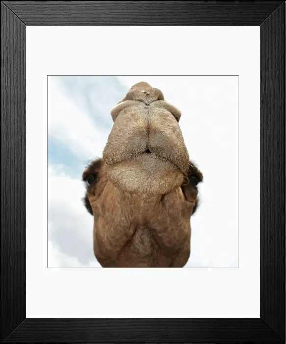 Framed Print : The Face of a Camel Framed Print : The Face of a Camel