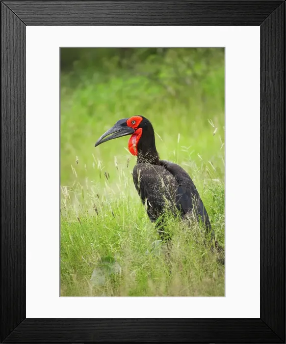 Framed Print : Ground Hornbill Bucorvus leadbeateri}