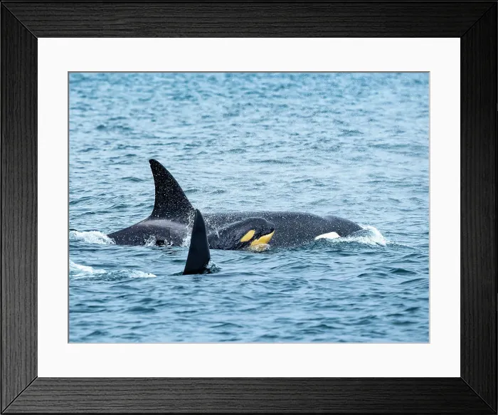 Framed Print : (Orca Orcinus) California Monterey Bay Monterey Bay National Marine Refuge Framed Print : (Orca Orcinus) California Monterey Bay Monterey Bay National Marine Refuge