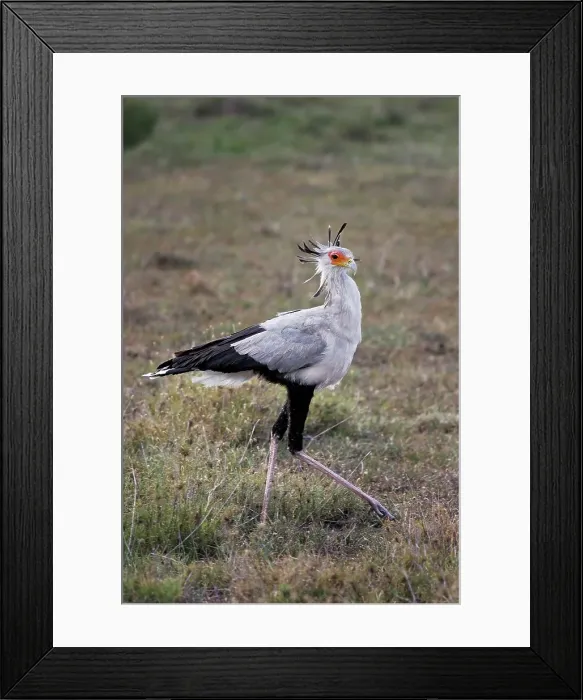 Framed Print : A Secretary Bird Hunts for Snakes Framed Print : A Secretary Bird Hunts for Snakes