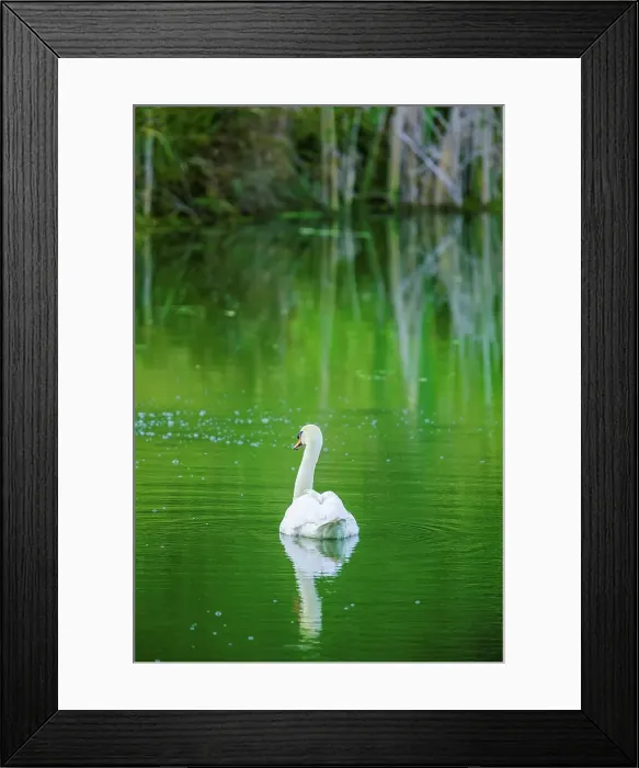 Framed Print : Canada, British Columbia, Vancouver Island, Swan Framed Print : Canada, British Columbia, Vancouver Island, Swan