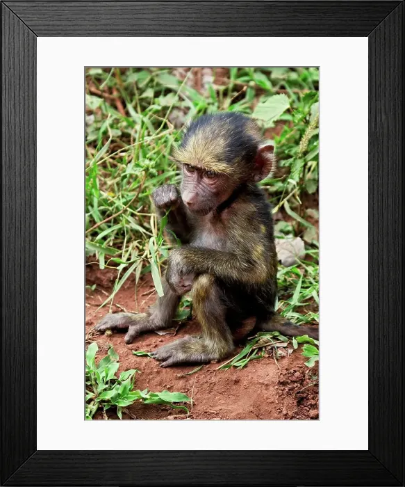 Framed Print : 4311, 4311-291 Framed Print : 4311, 4311-291