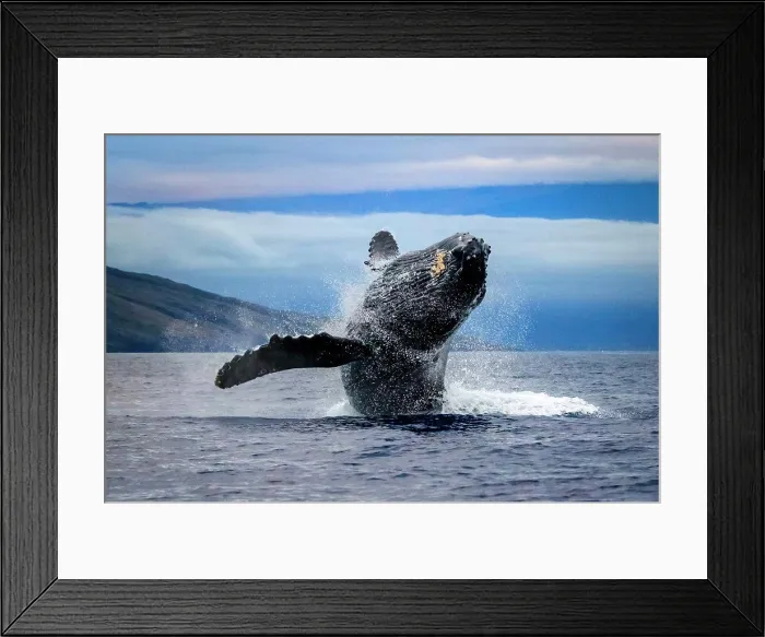 Framed Print : Breaching Humpback Whale (Megaptera novaeangliae), Maui, Hawaii(Megaptera novaeangliae), Maui, Hawaii Framed Print : Breaching Humpback Whale (Megaptera novaeangliae), Maui, Hawaii(Megaptera novaeangliae), Maui, Hawaii