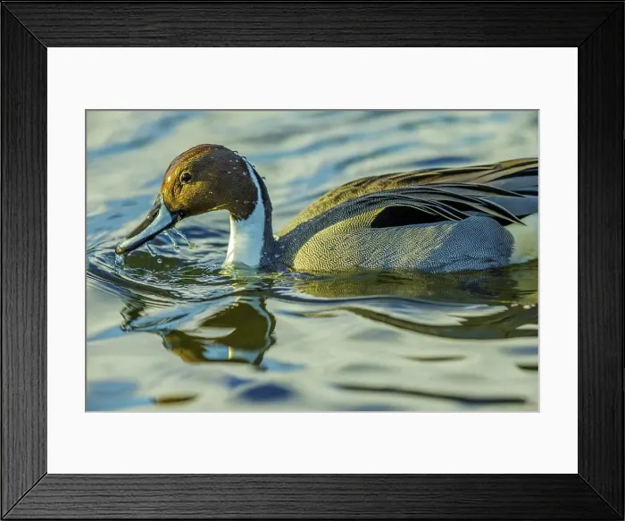 Framed Print : Canada, British Columbia, Vancouver Island Framed Print : Canada, British Columbia, Vancouver Island