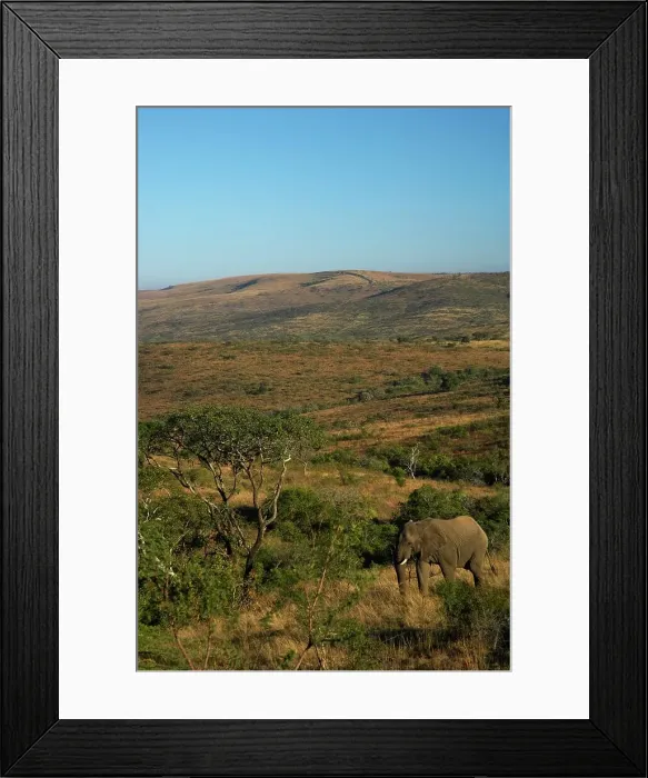 Framed Print : Elephant (Loxodonta africana). Hluhluwe Imfolozi Park Framed Print : Elephant (Loxodonta africana). Hluhluwe Imfolozi Park