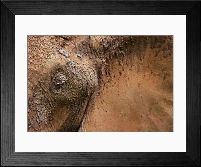 Framed Print : 4311, 4311-290 Framed Print : 4311, 4311-290