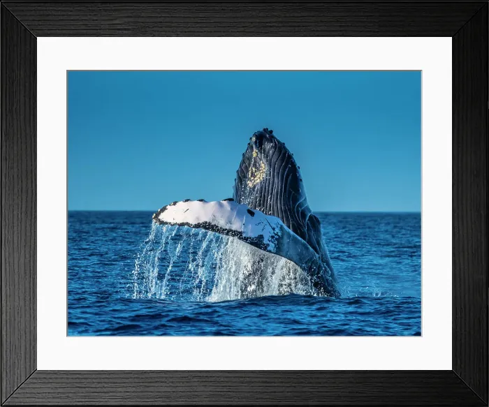 Framed Print : Blue Water Hawaii Hawaiian Islands Hawaiian Islands Humpback Whale National Marine Sanctuary