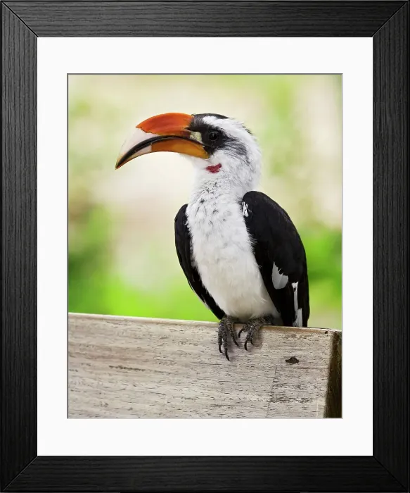 Framed Print : Von der Decken's Hornbill Framed Print : Von der Decken's Hornbill